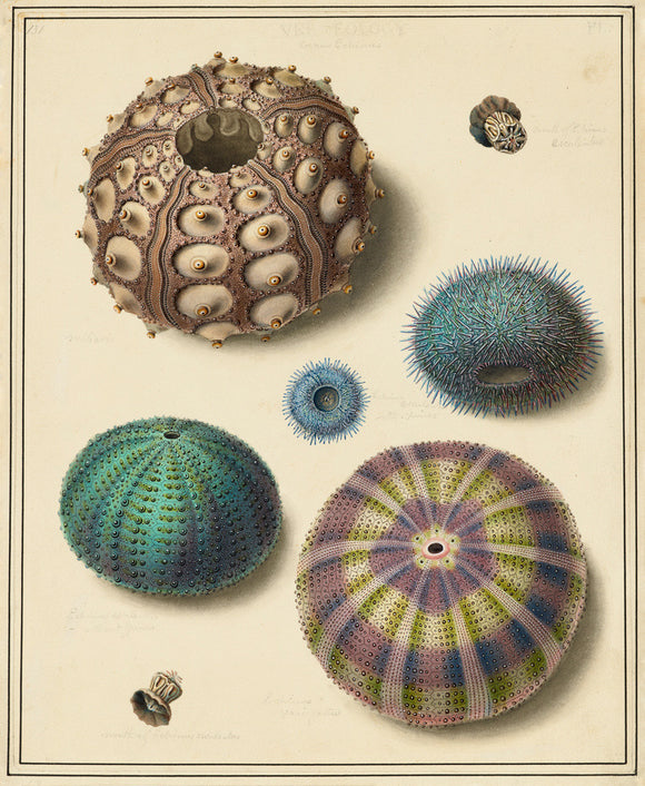 Sea Urchins