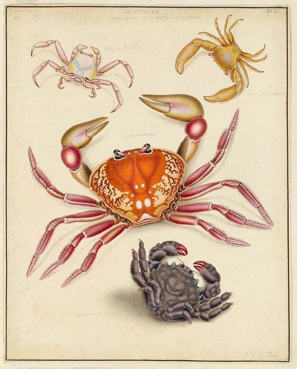 Crustacea: Genus Cancer, Genus Dorippe, Genus Dormio