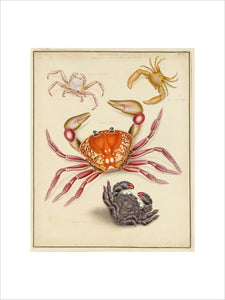 Crustacea: Genus Cancer, Genus Dorippe, Genus Dormio
