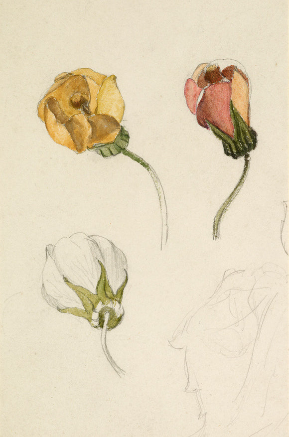 Three studies of rosebuds