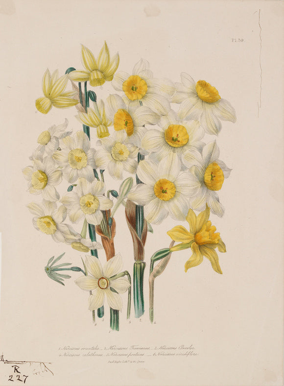 Narcissi