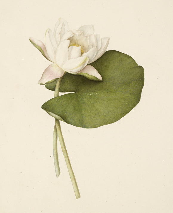 Study of a Waterlily