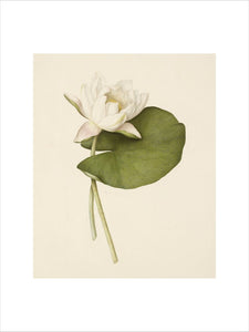 Study of a Waterlily