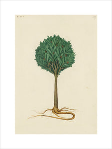 Drawing of an Illustration in the "Herbal of Benedetto Rin", showing a Tamarind Tree ("Arbor de Tamarindis")
