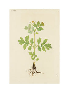 Drawing of an Illustration in the "Herbal of Benedetto Rin", showing a Lesser Celandine ("Celidonia minor")
