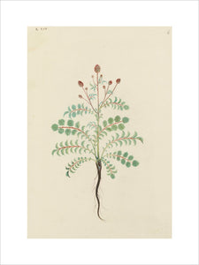 Drawing of an Illustration in the "Herbal of Benedetto Rin", showing a Pimpernel Plant ("Pinpinella")
