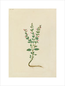 Drawing of an Illustration in the "Herbal of Benedetto Rin", showing a "Cameropa" Plant