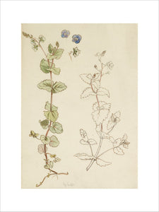 Two studies of Eyebright (or Speedwell?) and three detail studies of the flowers
