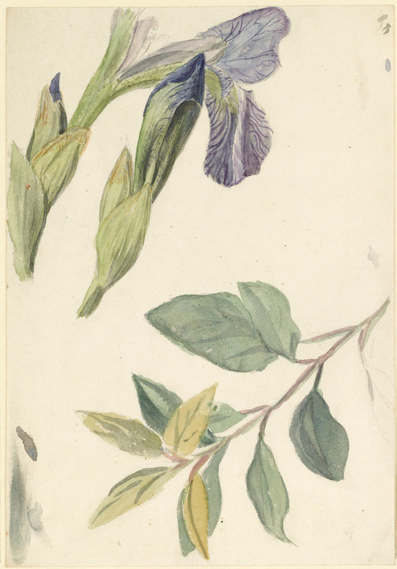Three studies of iris and a leaf stem