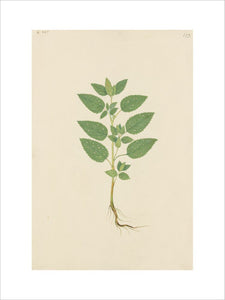 Drawing of an Illustration in the "Herbal of Benedetto Rin", showing a young Ash or Common Polypody Plant ("Frasinella")