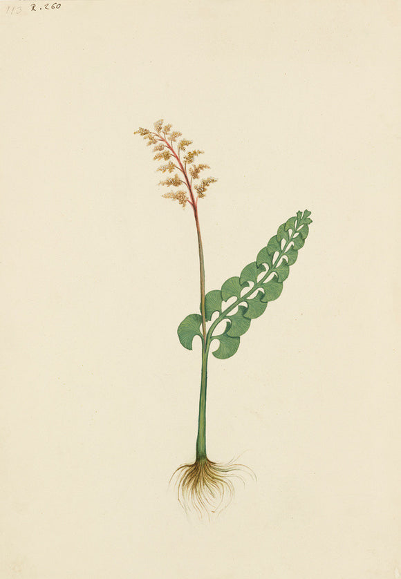 Drawing of an Illustration in the 