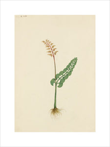 Drawing of an Illustration in the "Herbal of Benedetto Rin", showing a "Lundsia" Plant