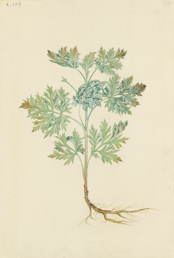 Drawing of an Illustration in the 