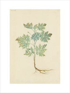 Drawing of an Illustration in the "Herbal of Benedetto Rin", showing a Wormwood Plant ("Absanthius")