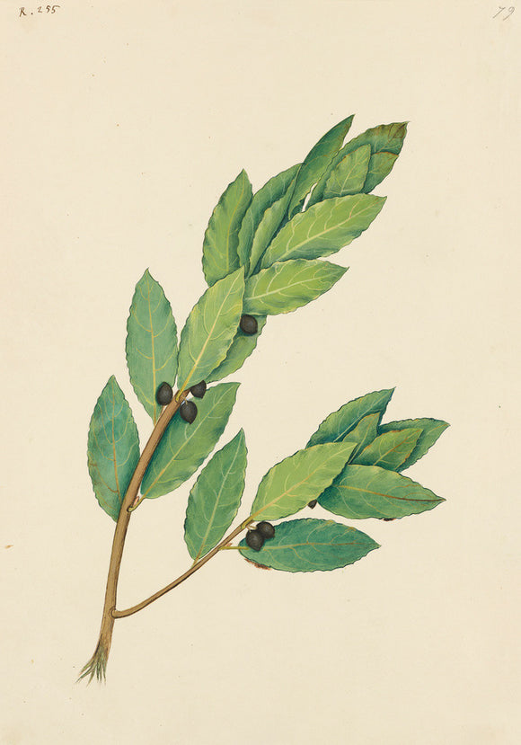 Drawing of an Illustration in the 