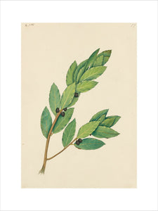 Drawing of an Illustration in the "Herbal of Benedetto Rin", showing a Spray of Laurel ("Laurus")