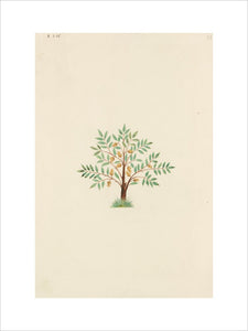 Drawing of an Illustration in the "Herbal of Benedetto Rin", showing a Nutmeg Tree ("Nux muscata")
