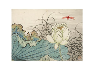 Lotus flower and dragonfly