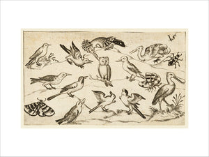 Twelve types of birds, including an owl and pelican, individually labelled and positioned on a minimal ground surrounded by a moth, butterfly, and ladybug, from Douce Ornament Prints Album I