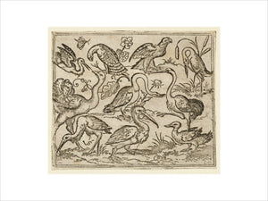 Ostrich on left side with nine other birds, including a heron and a pelican, depicted on a minimal ground with patches of foliage around some of the birds, from Douce Ornament Prints Album I