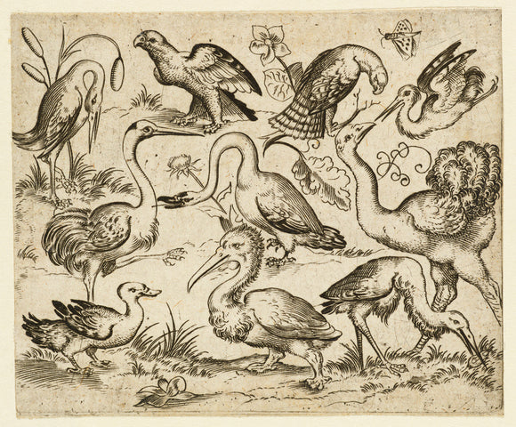Ostrich on left side with nine other birds, including a heron and a pelican, depicted on a minimal ground with patches of foliage around some of the birds, from Douce Ornament Prints Album I