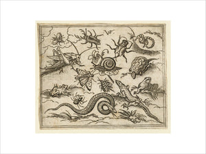 Group of insects and reptiles on plain ground with rocks, including an iguana, a lizard, a snake, a turtle, a scorpion, a snail, a spider, a beetle, and a cricket, from Douce Ornament Prints Album I