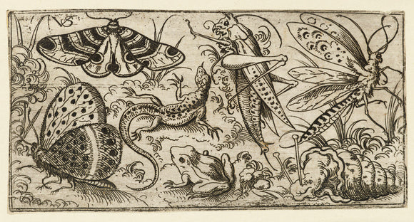 Group of insects and animals on a plain ground with grass, including a butterfly, a dragonfly, a moth, a cricket, a lizard, a frog, and a snail, from Douce Ornament Prints Album I
