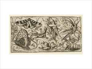 Group of insects and animals on a plain ground with grass, including a butterfly, a dragonfly, a moth, a cricket, a lizard, a frog, and a snail, from Douce Ornament Prints Album I