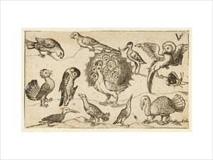 Peacock in centre surrounded by nine other birds, including a turkey, and a butterfly on a minimal ground with a small patch of grass, from Douce Ornament Prints Album I