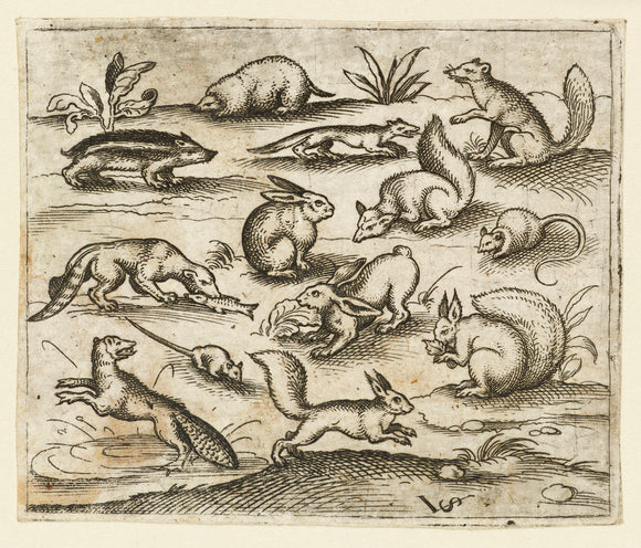 Group of small woodland creatures eating and running around a pond, including a mice, rabbit, squirrel, racoon, woodchuck, ferret, marten, and badger, from Douce Ornament Prints Album I
