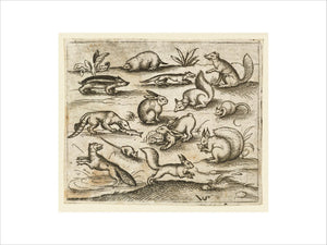 Group of small woodland creatures eating and running around a pond, including a mice, rabbit, squirrel, racoon, woodchuck, ferret, marten, and badger, from Douce Ornament Prints Album I