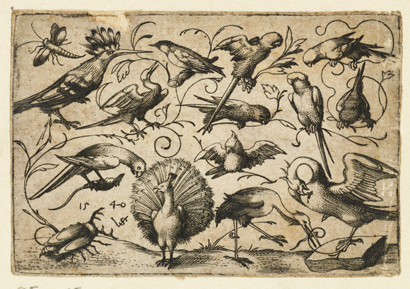 Ten birds on small foliage tendrils with a stork tying a tendril around a pelican’s leg, a peacock, and a large beetle in the foreground, from Douce Ornament Prints Album I