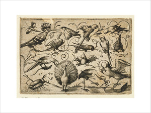 Ten birds on small foliage tendrils with a stork tying a tendril around a pelican’s leg, a peacock, and a large beetle in the foreground, from Douce Ornament Prints Album I