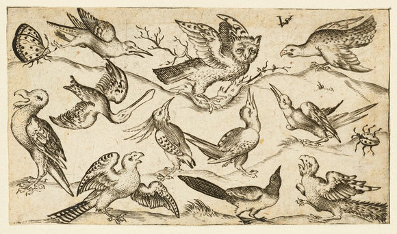 Eleven birds and two insects on minimal ground with owl with wings outstretched sitting on a branch in centre with other birds surrounding and teasing owl, from Douce Ornament Prints Album I