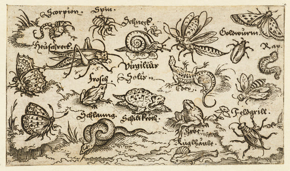 Insects, reptiles, snails, and fish on minimal ground with water in foreground, animals include a snake, turtle, cricket, frog, bee, scorpion, and caterpillar, from Douce Ornament Prints Album I