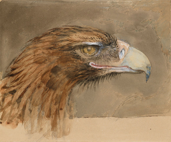 The Head of a common Golden Eagle, from Life