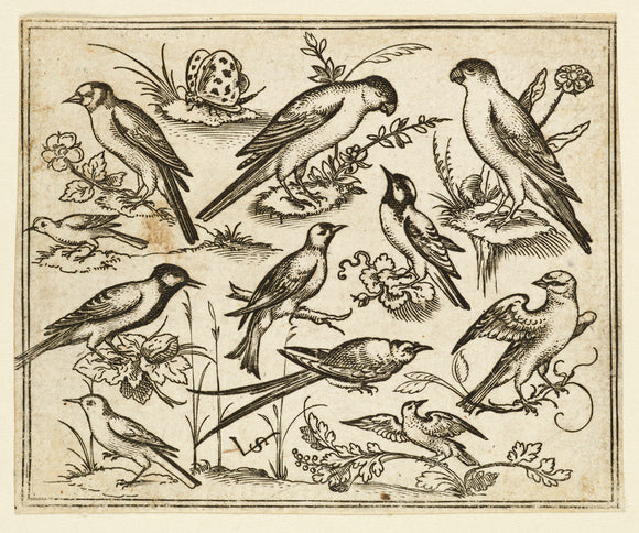 Eleven birds sitting on patches of flowering foliage and small branches on a minimal ground with a butterfly, from Douce Ornament Prints Album I