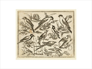 Eleven birds sitting on patches of flowering foliage and small branches on a minimal ground with a butterfly, from Douce Ornament Prints Album I