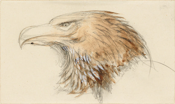 The Head of a common Golden Eagle, from Life