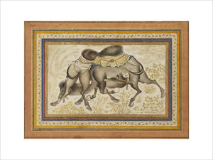 Camels fighting