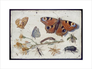 Three Butterfiles, a Beetle and other Insects, with a Cutting of Ragwort