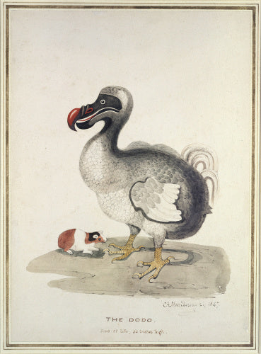 Study of a Dodo and a Guinea-pig