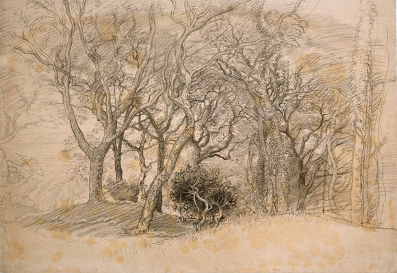 Study of Trees, Clovelly Park