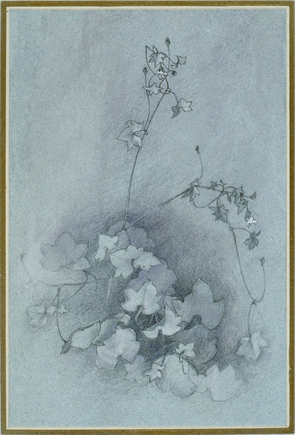 Ivy-leaved toadflax (Oxford Ivy)