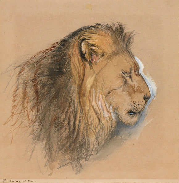 A Lion's Profile, from life
