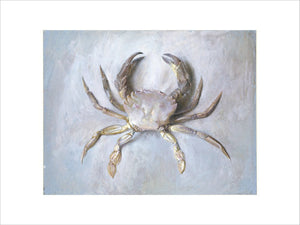 Study of a Velvet Crab