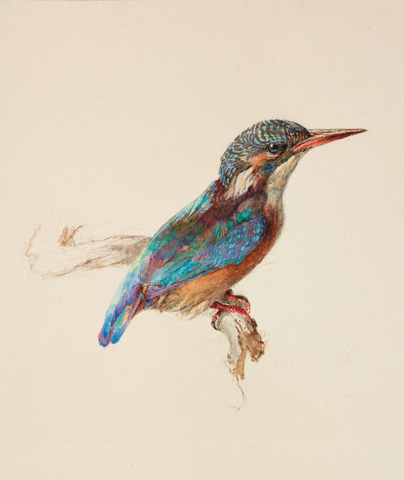 Study of a Kingfisher