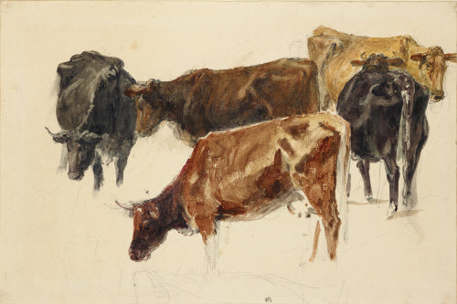 Study of a Group of Cows