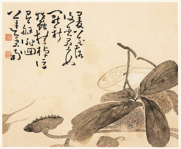 Lotus plant