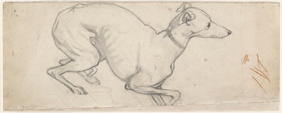 Study of a Greyhound